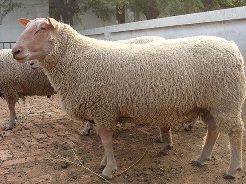 夏洛萊種公羊夏洛萊羊.jpg