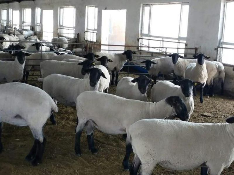 薩?？搜?><ol>薩福克羊</ol></a></li>

                        </ul>
                             </div>
                        <div   id=