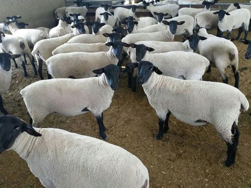 薩?？搜?><ol>薩?？搜?/ol></a></li>
<li id=