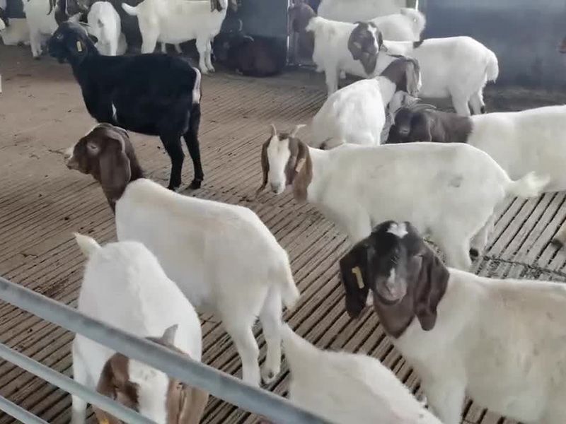 養(yǎng)殖實景(視頻)