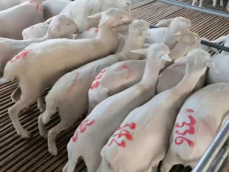 養(yǎng)殖實景(視頻)